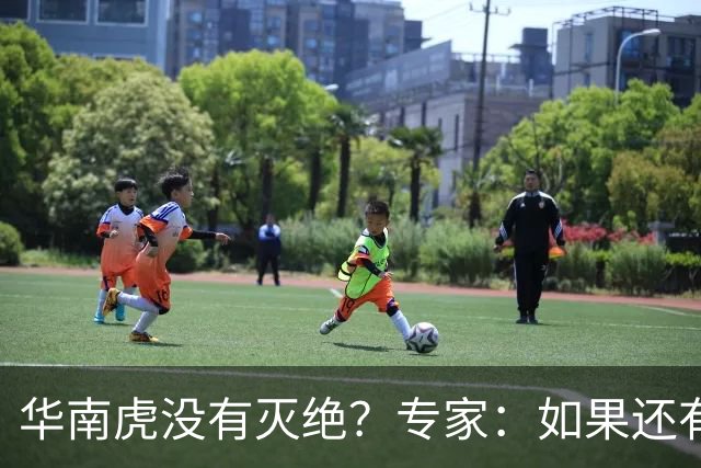 华南虎没有灭绝？专家：如果还有，最可能在山西，不在广东福建